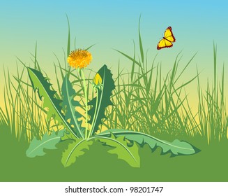butterfly and dandelion on field