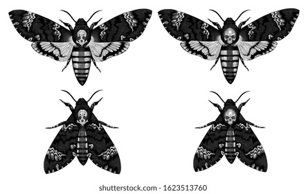 Butterfly Dead Head. Acherontia Atropos. Design set. Art detailed editable illustration. Vector vintage engraving. Isolated on white background. 8 EPS