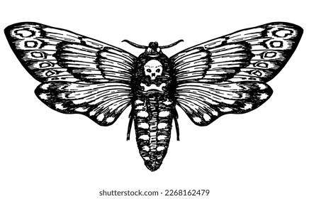 Butterfly Dead Head. Death's head hawk moth. Hand drawn vector ink illustration in trendy engraved style. Moth design tattoo sketch. Vintage drawing for t-shirt print, poster, coloring book. Tattoo