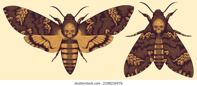 Butterfly Dead Head. Editable hand drawn illustration. Vector vintage engraving. 8 EPS