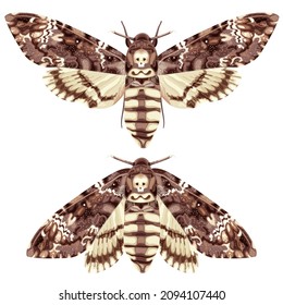 Schmetterling. Tote Kopf Hawk Moth. Die Motte ist ein mystisches Symbol und Talisman. Stock-Vektorgrafik einzeln auf weißem Hintergrund.