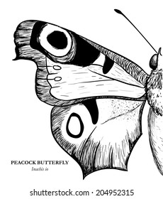 Butterfly design over white background, vector illustration