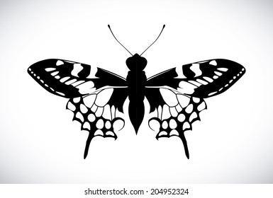 Butterfly design over white background, vector illustration