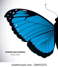 Butterfly design over white background, vector illustration