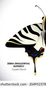 Butterfly design over white background, vector illustration