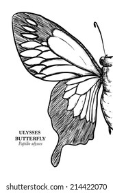 Butterfly design over white background, vector illustration