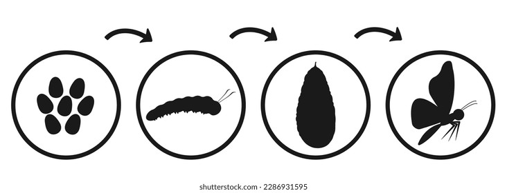 Ciclo de desarrollo de la mariposa. Infografía de silueta de la emergencia y transformación de orugas. Transformación del pupa de insectos.