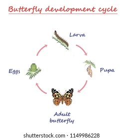 Monarch Butterfly Eggs Images, Stock Photos & Vectors | Shutterstock