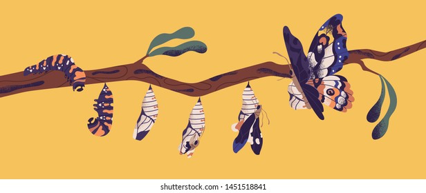 Butterfly development stages - caterpillar larva, pupa, imago. Life cycle, metamorphosis or transformation process of beautiful flying winged insect on tree branch. Flat cartoon vector illustration.