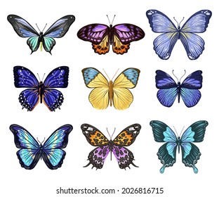 Butterfly of different species, multi-colored wings, zoologist collection, insects, beautiful vector elements good to use for wallpaper, decoration of gifts, blue, pink, yellow, brown