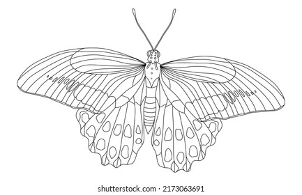 Butterfly Doodle Illustration Coloring Book Page Stock Vector (Royalty ...