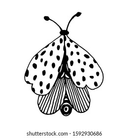 Butterfly in doodle style on isolated white background. Coloring book for kids and adults. Decorative hand drawn butterfly. Stock vector illustration. 