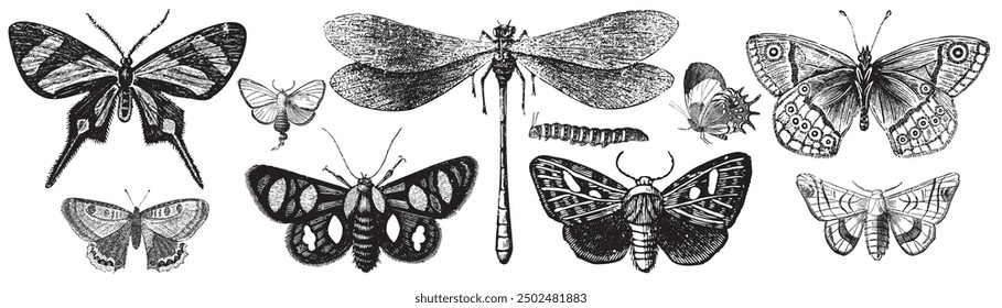 Butterfly, dragonfly in engraved style. Insect collection illustration, drawing, engraving, ink, line art, vector illustration. Hand-sketched creatures collection. Hand drawn beetles, bugs. 