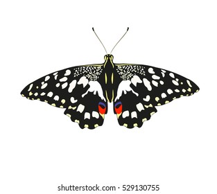  butterfly drawing