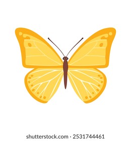 Butterfly Drawing Design Vector realistic isolated beauty butterfly insect icon