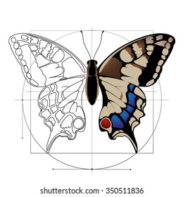 Butterfly drawing.
Butterfly encased in geometric shapes. Vector.