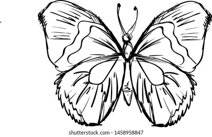 Butterfly drawing, illustration, vector on white background.