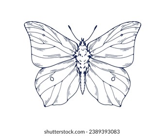 Butterfly drawing in vintage style. Brimstone, outlined engraved moth. Retro handdrawn insect. Detailed sketch, etching. Gonepteryx rhamni. Drawn vector illustration isolated on white background