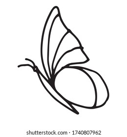 Butterfly drawn in the doodle style.  Outline drawing.  Vector.