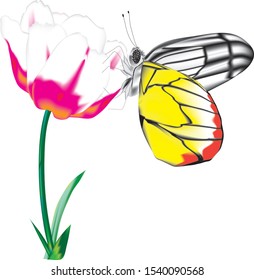 Butterfly eating nectar from pollen