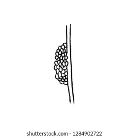 butterfly eggs vector doodle sketch isolated on white background