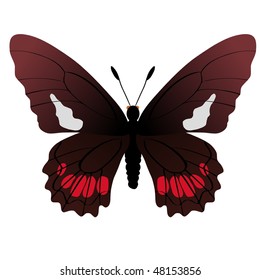 butterfly eurytides ariarathes gayi form cyamon