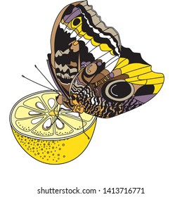Butterfly. Even she does not mind eating delicious and healthy lemon!