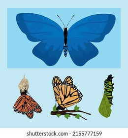 butterfly evolutionary shape icon set