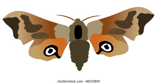 butterfly eyed hawk moth