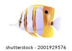 Butterfly fish isolated on white background. Bright beautiful tropical fish. Aquarium fish. Chelmon rostatus. Vector illustration