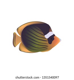 Butterfly fish tropical fish isolated. Realistic fish coral reef, exotic underwater animal. Summer sea diving, travel and recreation design, design of the marine and aquarium world. vector.