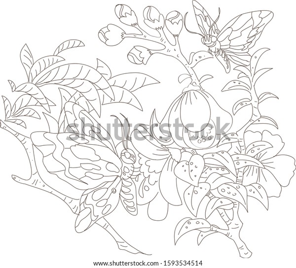 Download Butterfly Floral Botanical Coloring Book Relaxation Stock Vector Royalty Free 1593534514