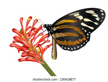 Butterfly and flower - vector