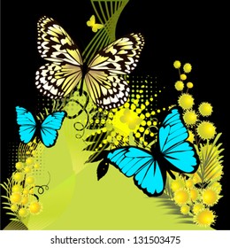 Butterfly with flowers mimosa