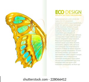 Butterfly flyer illustration. Vector illustration