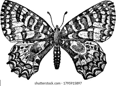 Butterfly, a flying insect with colors and beautiful patterns on their wings, vintage line drawing or engraving illustration.