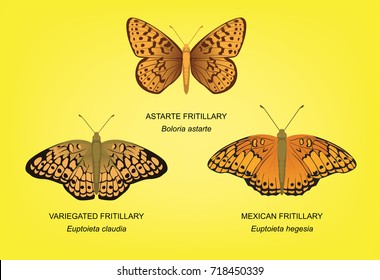 Butterfly Fritillary Set Vector Illustration