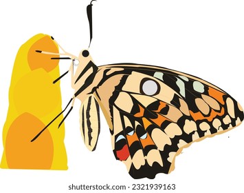 Butterfly Fuerteventura close up. Monarch Butterfly in the garden