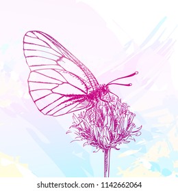 Butterfly gathers nectar on flower, Vector pink sketch on watercolor backdrop, Hand drawn illustration of Hawthorn Aporia Crataegi