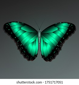 Butterfly with gradient wings, vector illustration.