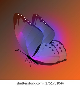 Mariposa con alas gradientes, ilustración vectorial