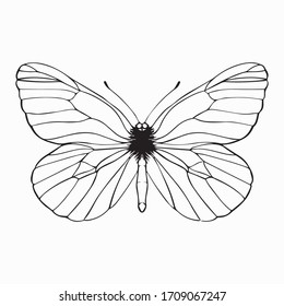 Butterfly graphic design vector illustration, art tattoo sketch, linear object, flight symbol, use in print, vintage sign
