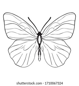 diseño gráfico mariposa ilustración vectorial, boceto artístico, criatura voladora, logotipo, insecto pequeño, signo, icono retro hermoso, utilizar en impresión