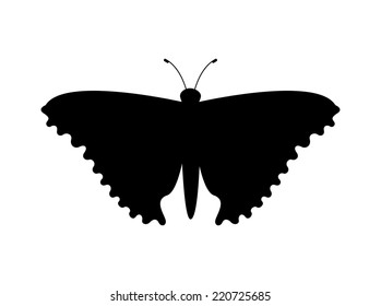 butterfly graphic design , vector illustration