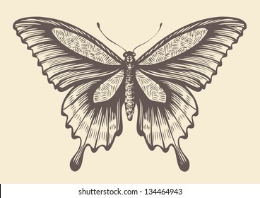 Butterfly, graphic style, hand drawn, vector illustration