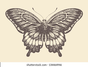 Butterfly, graphic style, hand drawn, vector illustration