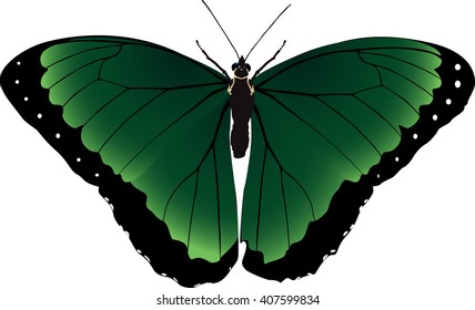 butterfly green