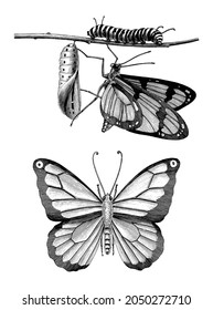 Butterfly hand draw vintage engraving style black and white clipart isolated on white background