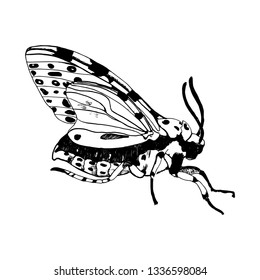 butterfly hand drawing isolated on white background vector
