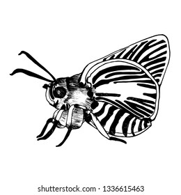 butterfly hand drawing isolated on white background vector